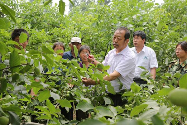 图为李保国在田间为田舍解说核桃栽培实用技术。